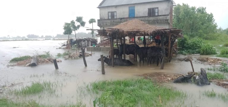 लगातार वर्षाका कारण दाङको देउखुरी जलमग्न, सर्तकता अपनाउन आग्रह