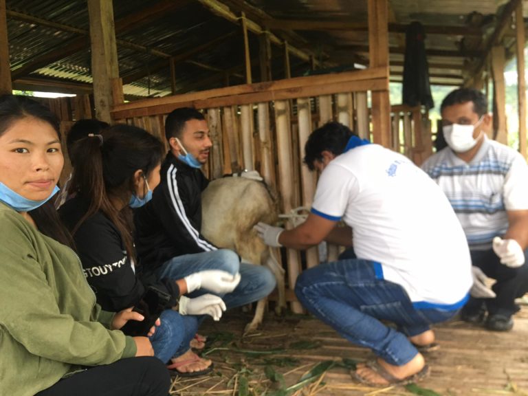 गल्याङमा अनुकूल समयमा बोका खोज्ने प्रविधि