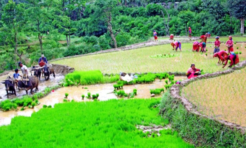 किसानको रहर