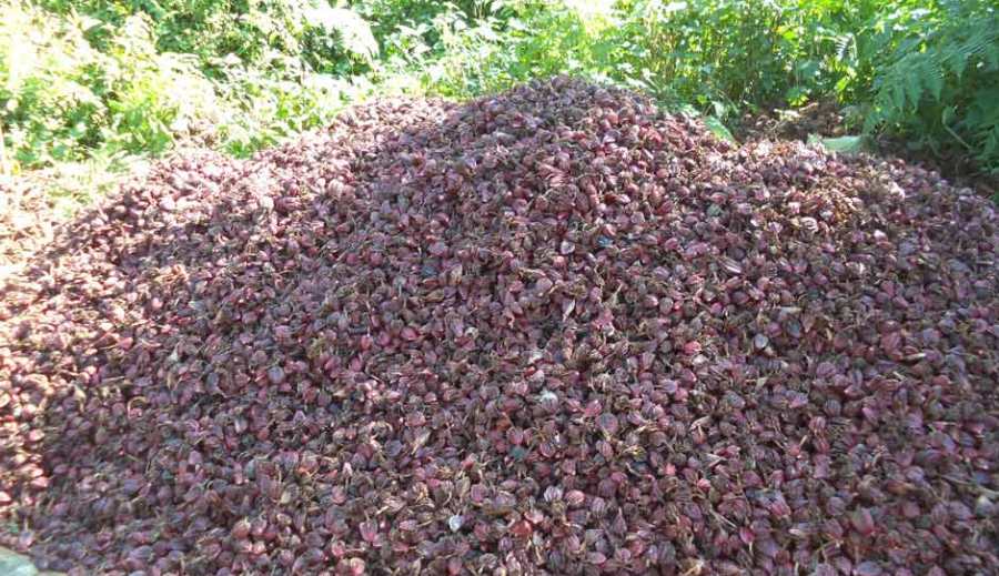 चिया, अलैँची र अदुवाको निर्यातमा गिरावट