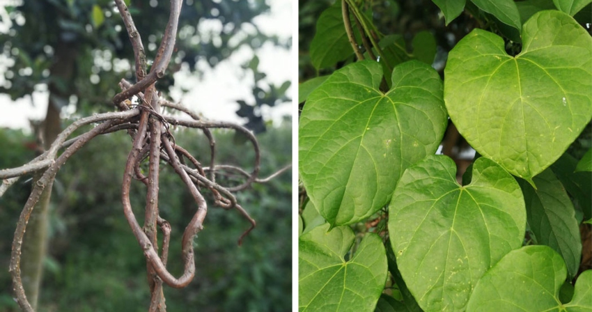 देशभर गुर्जोको बिरुवा निःशुल्क वितरण