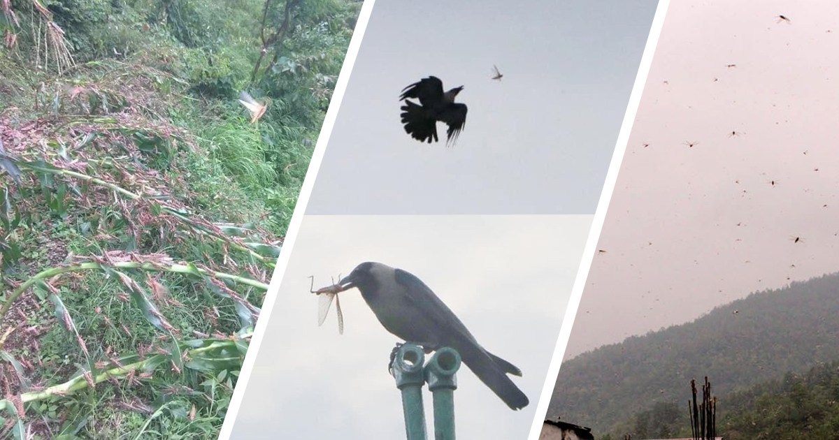 २७ जिल्लामा पुग्यो सलह, प्युठानमा मकै बाली ‘सखाप’