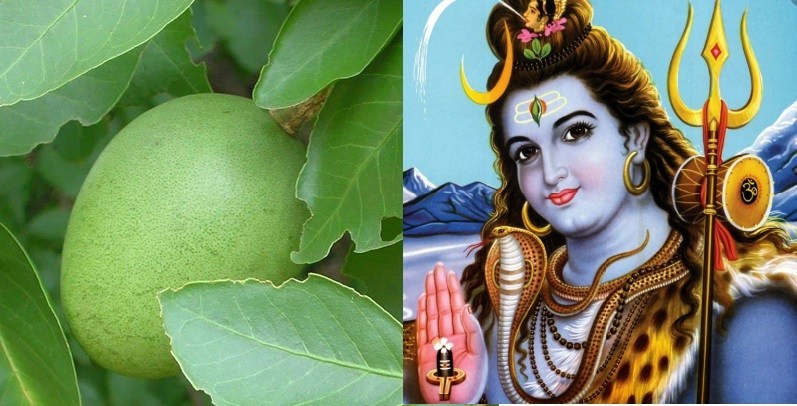 साउन महिनामा भगवान शिवको प्रिय वनस्पति बेलपत्रको यस्तो छ महत्व