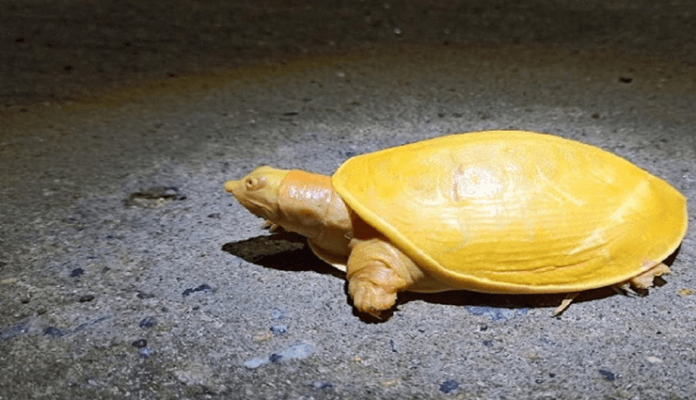 ३५ लाखमा कछुवा बिक्री गर्ने तयारी गर्दागर्दै पाँच जना पक्राउ