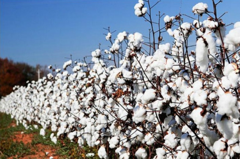 कपास खेती गर्ने किसानलाई १० लाख रुपैयाँ अनुदान