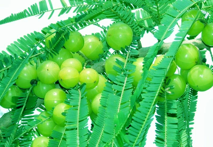 हिउँद लाग्यो, खाने होइन त अमला ?