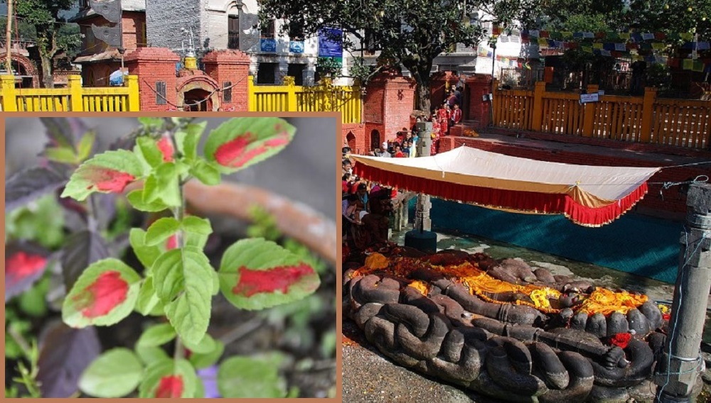 आज हरिबोधिनी एकादशी, यस्तो छ शास्त्रीय मान्यता