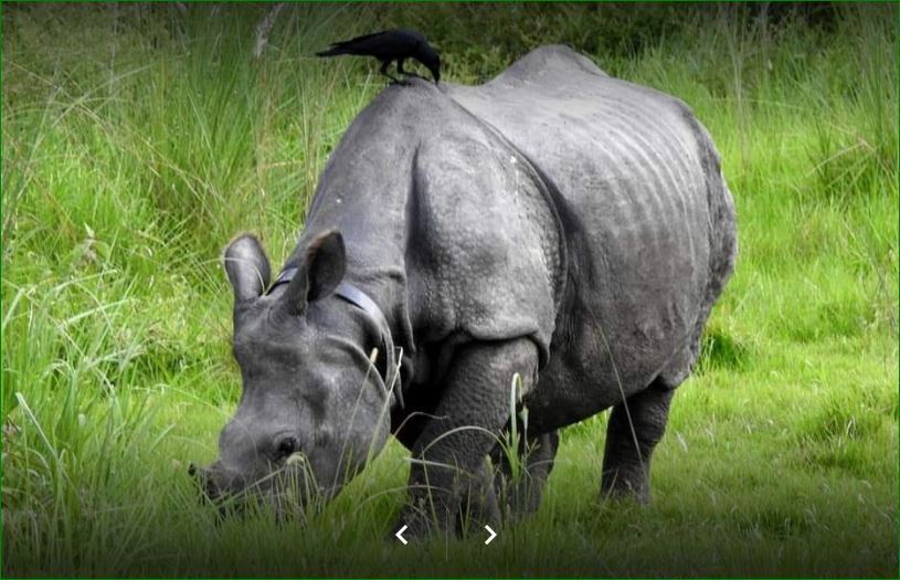 बेवारिसे अवस्थामा गैँडाको खाग भेटियो