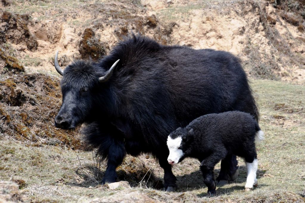 पाँचथरको फालोटमा चौरी महोत्सव (फोटो कथा)