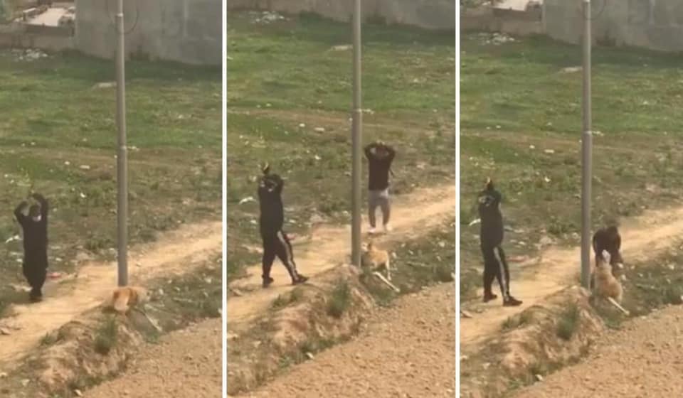 कुकुरलाई पोलमा बाँधेर हत्या गरेको प्रकरणः दुवै पक्षविरुद्ध अनुसन्धान हुने