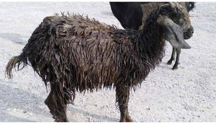 भाइरल बन्यो रुकुम पश्चिमको बाख्रा खरिद काण्ड , १८ लाखका बाख्रा यिनै हुन्