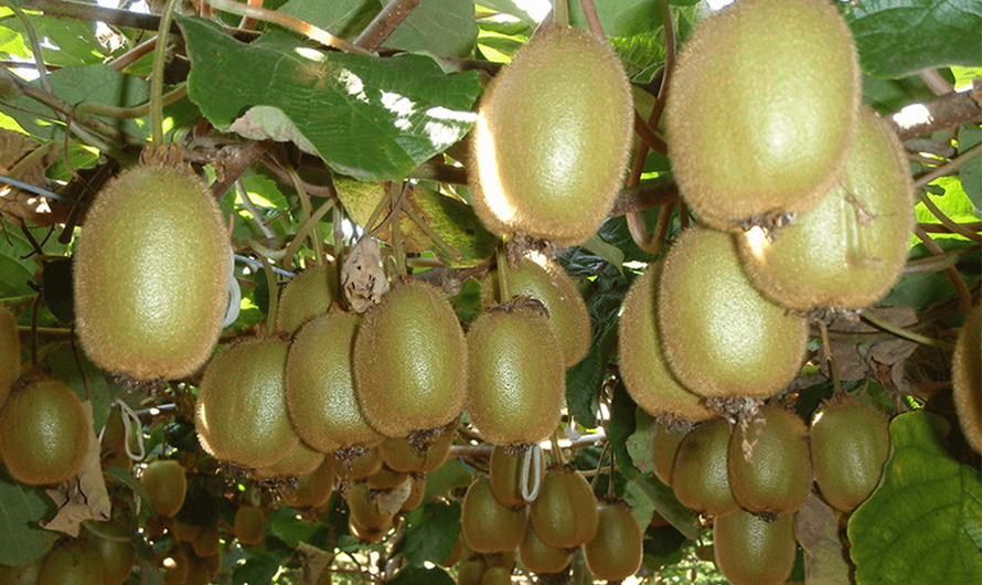 अस्थायी संरचनामा किबी जोगाउनै कठिन