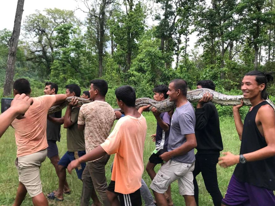 लामिटारमा भेटिएको अजिङ्गर निकुञ्जको ‘कोर एरिया’ मा छाडियो