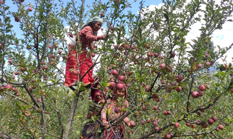 जुम्लाबाट २१ हजार मेट्रिकटन स्याउ निर्यात
