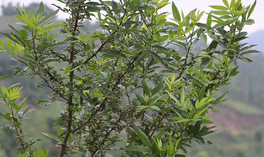 दाङमा आधाले घट्‌यो टिमुरको उत्पादन