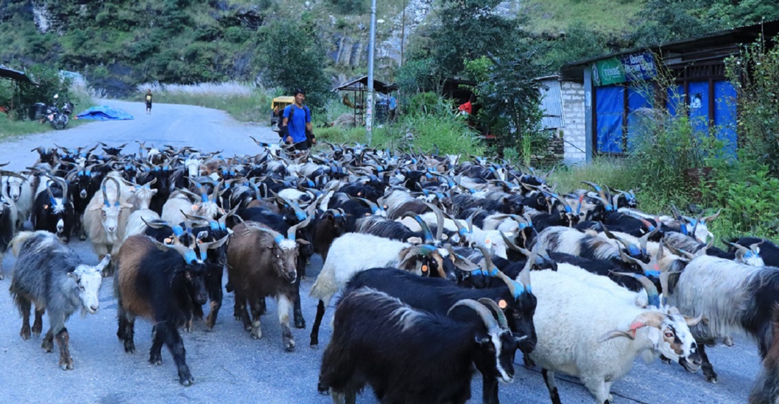दसैँका लागि बजार झरे लेकाली भेडाच्याङ्ग्रा