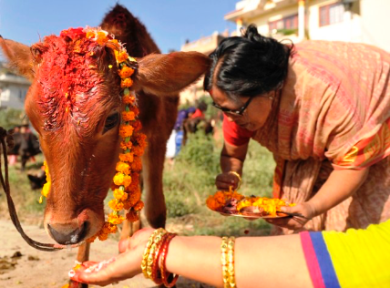 तिहार : आज गाई गोरु, गोबर्द्धन र म्हः पूजा