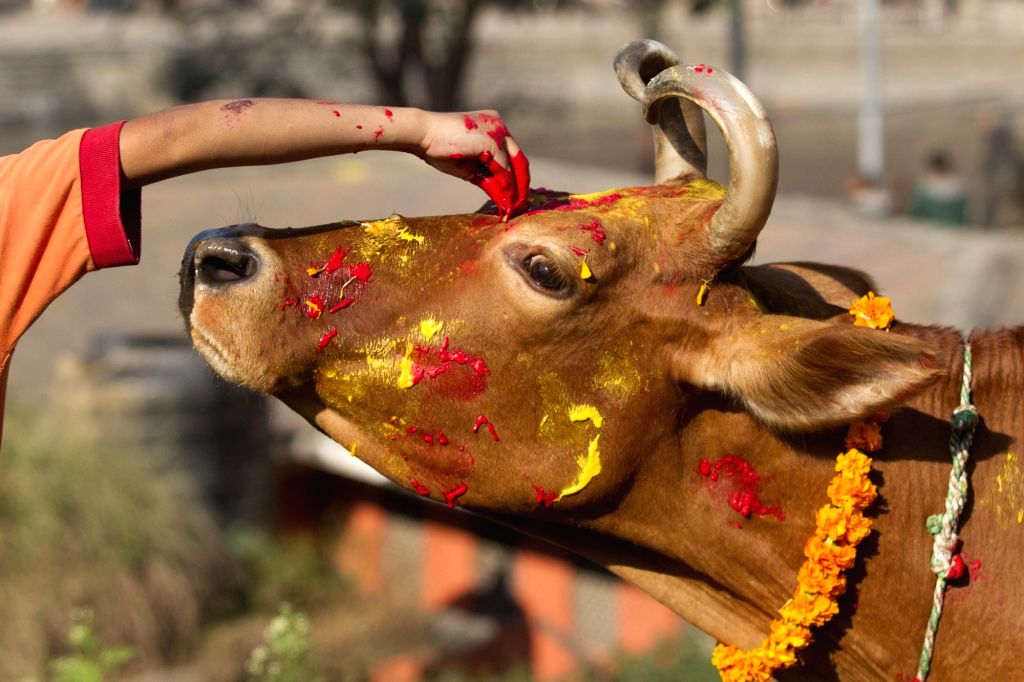 तिहारको पाँचौँ दिनः विधिपूर्वक गरियो गाई पूजा