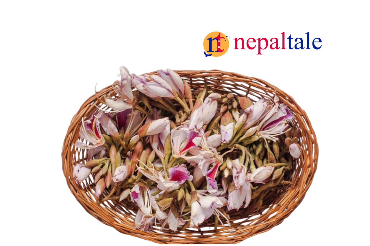 कोइरालोको भाउ बढ्यो, किलोको कति ?