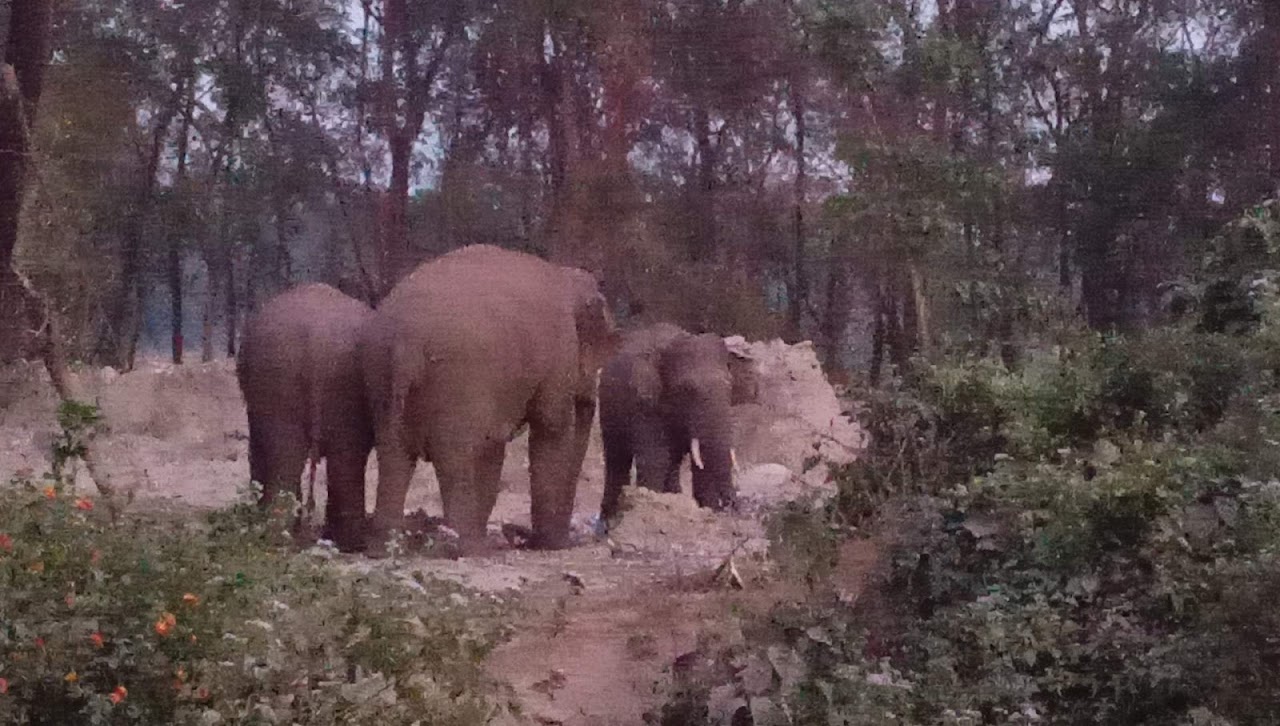 बाहुनडाँगीमा हरेक रात आउन थाले हात्तीका बथान, गाउँले त्रासमा
