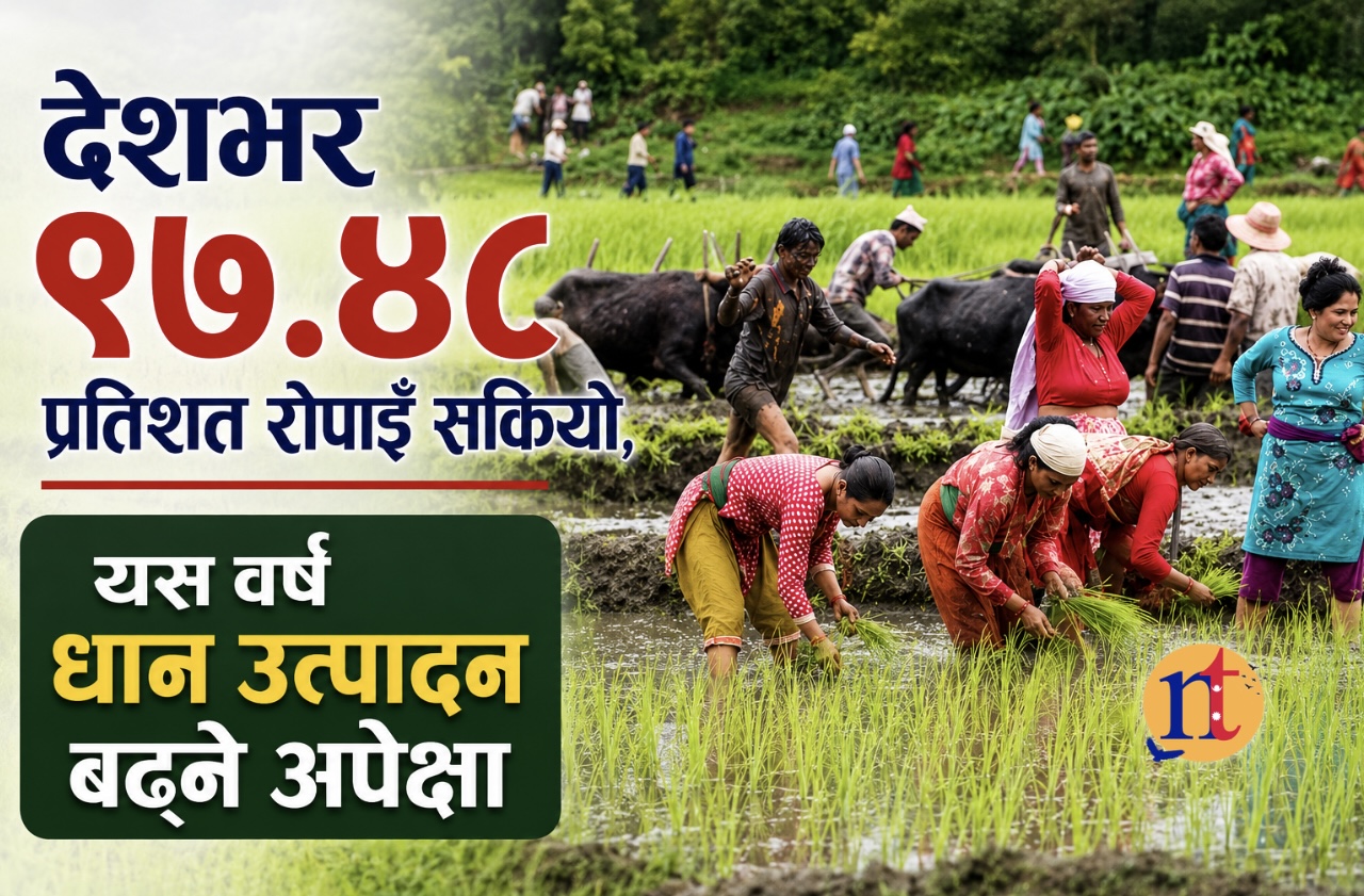 देशभर ९७.४८ प्रतिशत रोपाइँ सकियो, यस वर्ष धान उत्पादन बढ्ने अपेक्षा